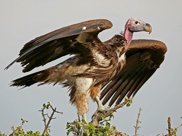 गिद्ध प्रजनन : १३ वर्षमा १८ बच्चा